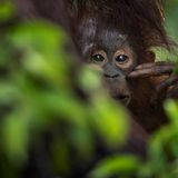 Jungtier eines Orang-Utans