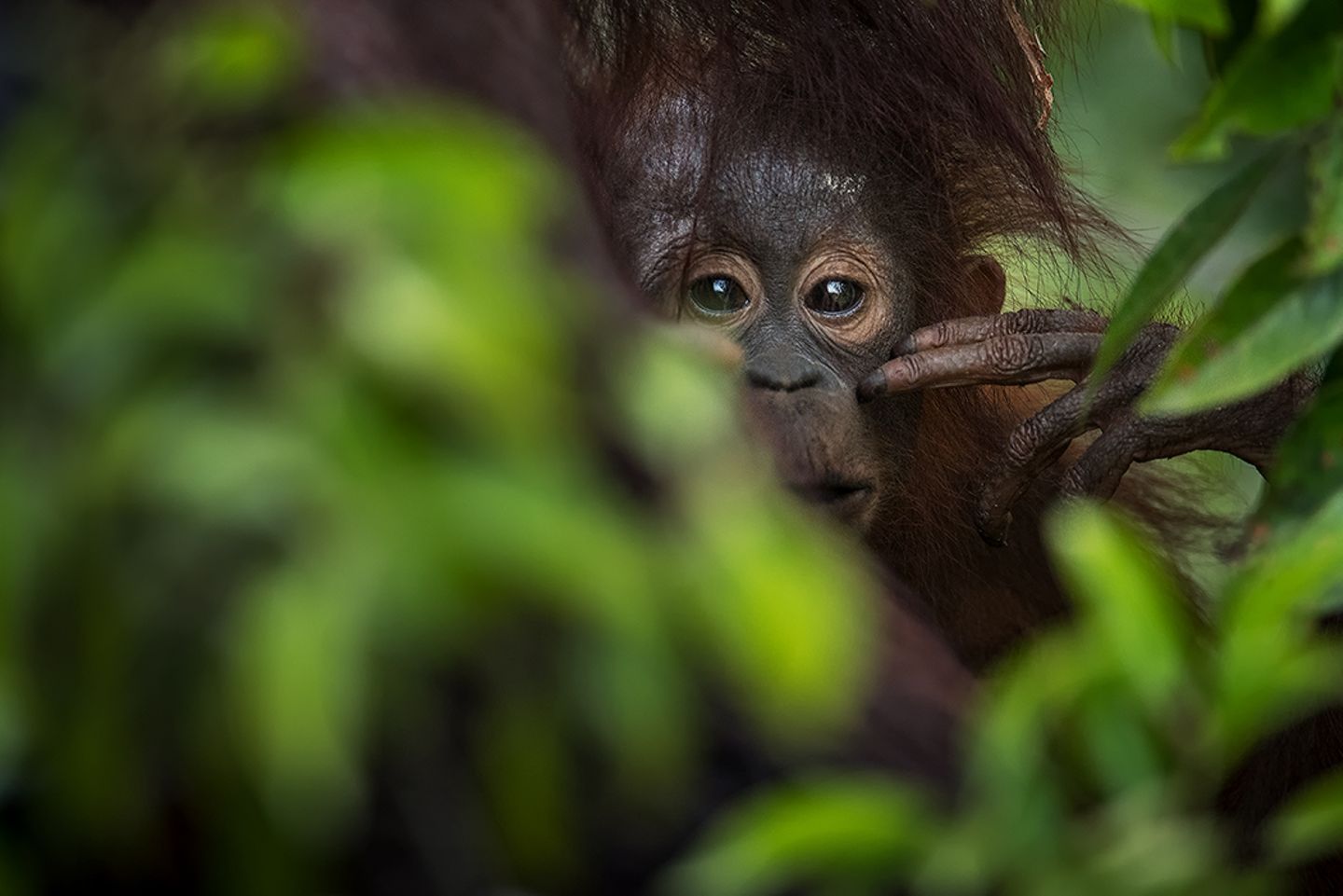 Jungtier eines Orang-Utans Jungtier eines Orang-Utans