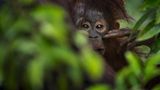 Jungtier eines Orang-Utans