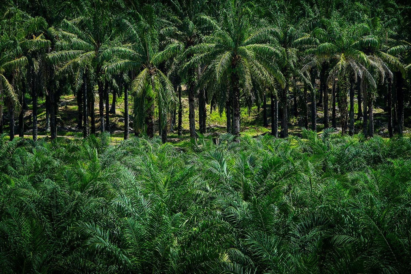 Palmölpflanzen Palmölpflanzen