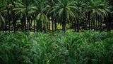 Palmölpflanzen