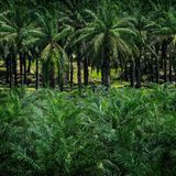 Palmölpflanzen