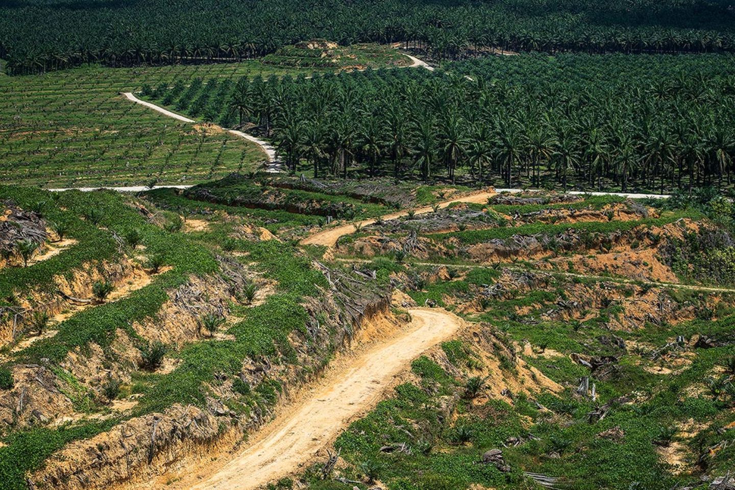 Palmöl-Plantagen