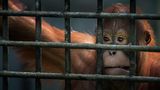 Orang-Utan