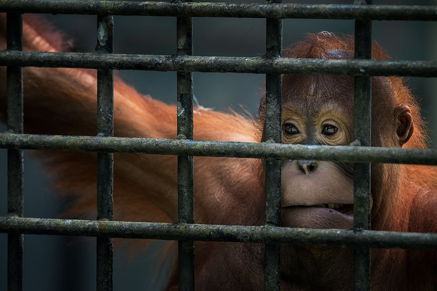 Orang-Utan Orang-Utan