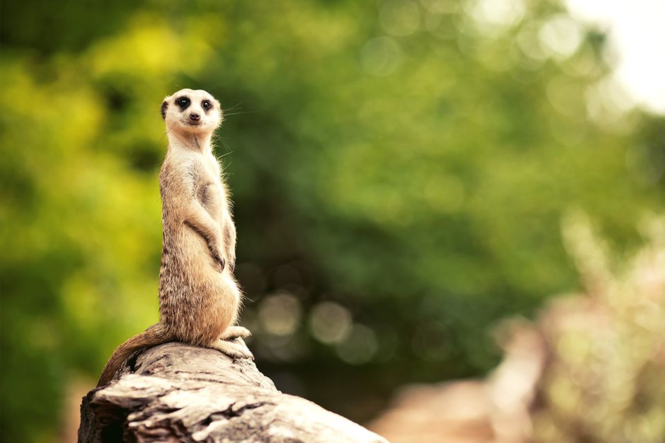 Erdmännchen (Meerkat) steht auf einem Baumstamm