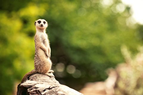 Erdmännchen (Meerkat) steht auf einem Baumstamm