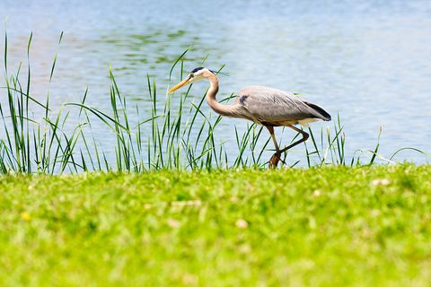Kranich am Wasser