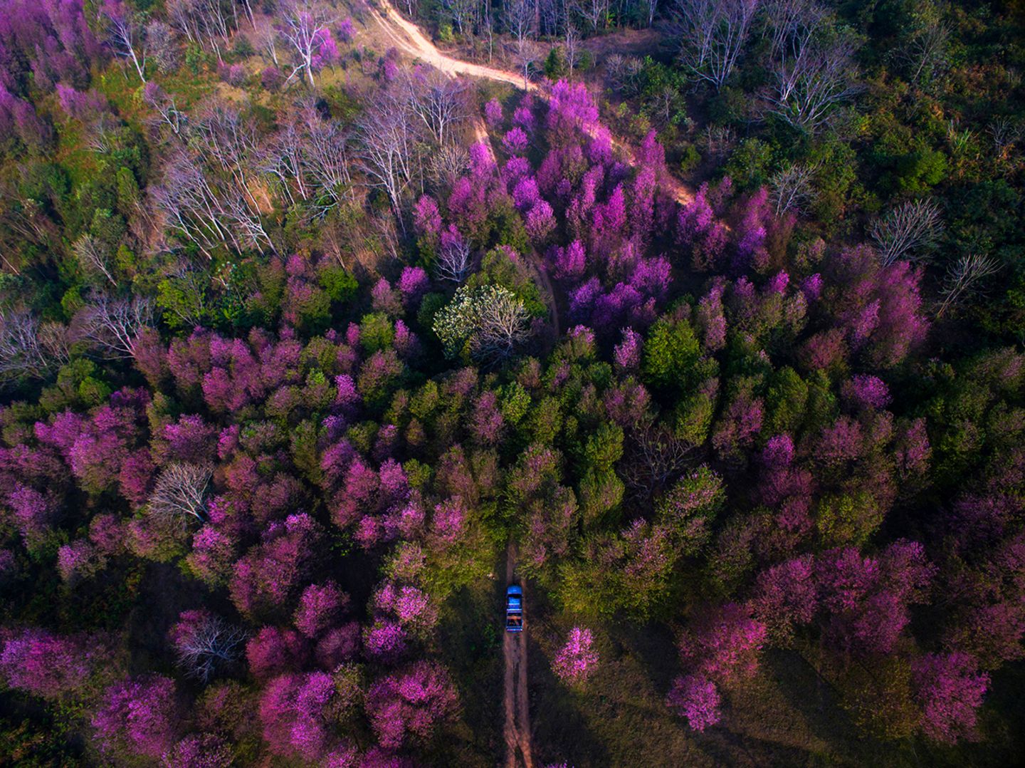 Phu Ki Tao,Phu Hin Rong Kla National Park,Phitsanulok, Thailand