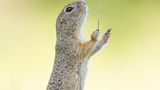 Comedy Wildlife Award: Die schrägsten Tierfotos der Welt