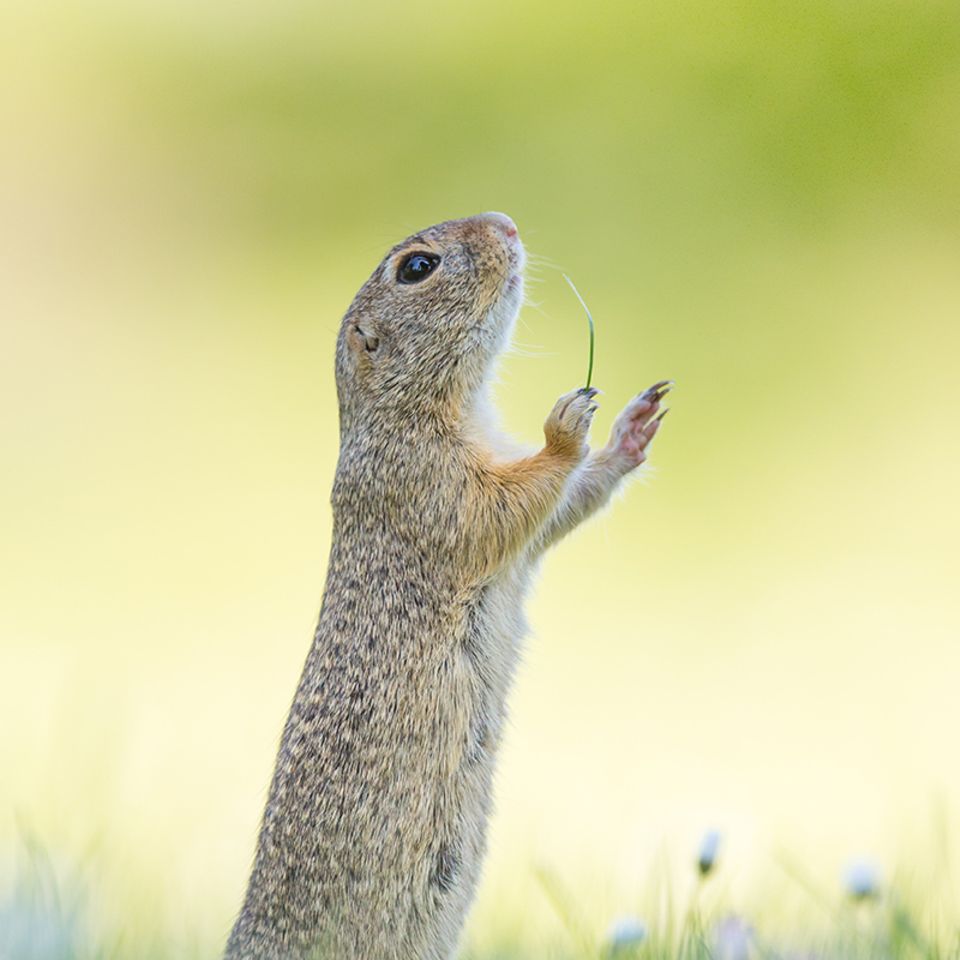 Comedy Wildlife Award: Die schrägsten Tierfotos der Welt