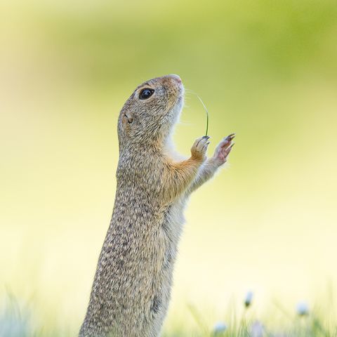 Comedy Wildlife Award: Die schrägsten Tierfotos der Welt