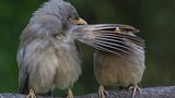 Comedy Wildlife Award: Die schrägsten Tierfotos der Welt - Bild 2