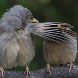 Comedy Wildlife Award: Die schrägsten Tierfotos der Welt - Bild 2