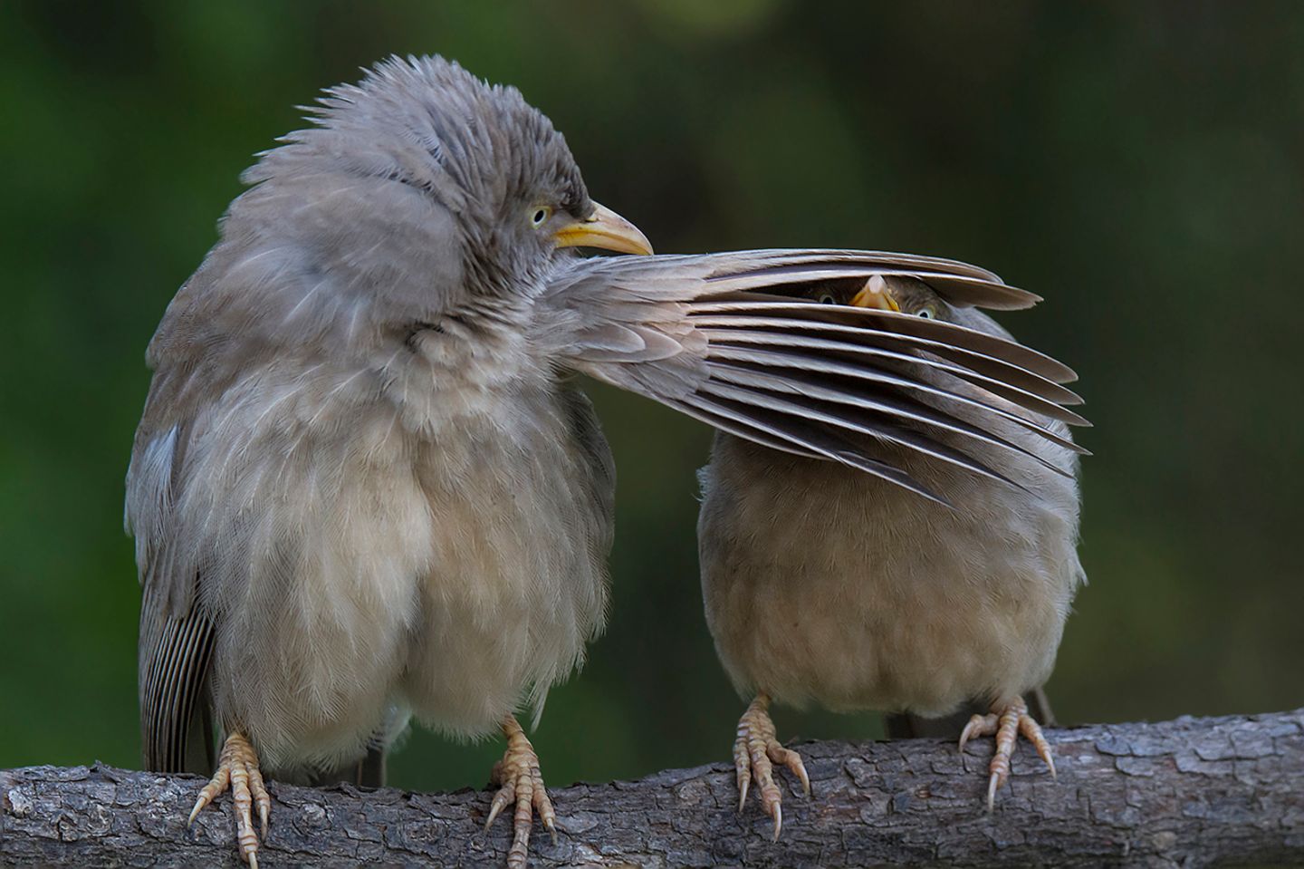 Comedy Wildlife Award: Die schrägsten Tierfotos der Welt - Bild 2