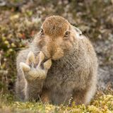Comedy Wildlife Award: Die schrägsten Tierfotos der Welt - Bild 3