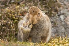 Comedy Wildlife Award: Die schrägsten Tierfotos der Welt - Bild 3