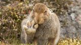 Comedy Wildlife Award: Die schrägsten Tierfotos der Welt - Bild 3