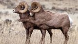 Comedy Wildlife Award: Die schrägsten Tierfotos der Welt - Bild 4