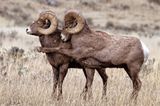 Comedy Wildlife Award: Die schrägsten Tierfotos der Welt - Bild 4