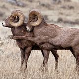 Comedy Wildlife Award: Die schrägsten Tierfotos der Welt - Bild 4