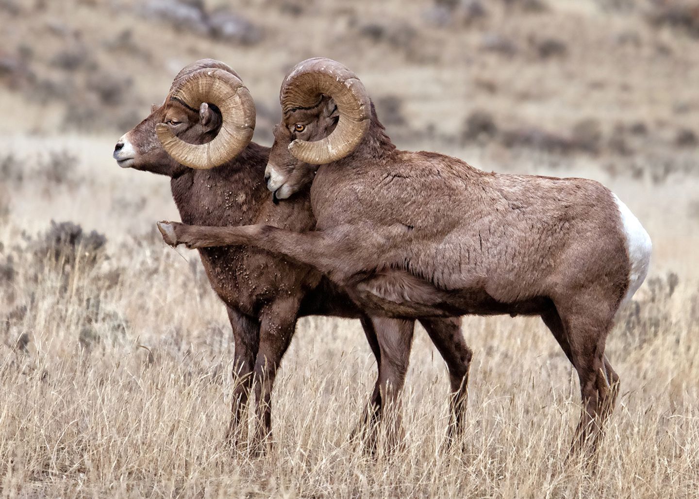Comedy Wildlife Award: Die schrägsten Tierfotos der Welt - Bild 4