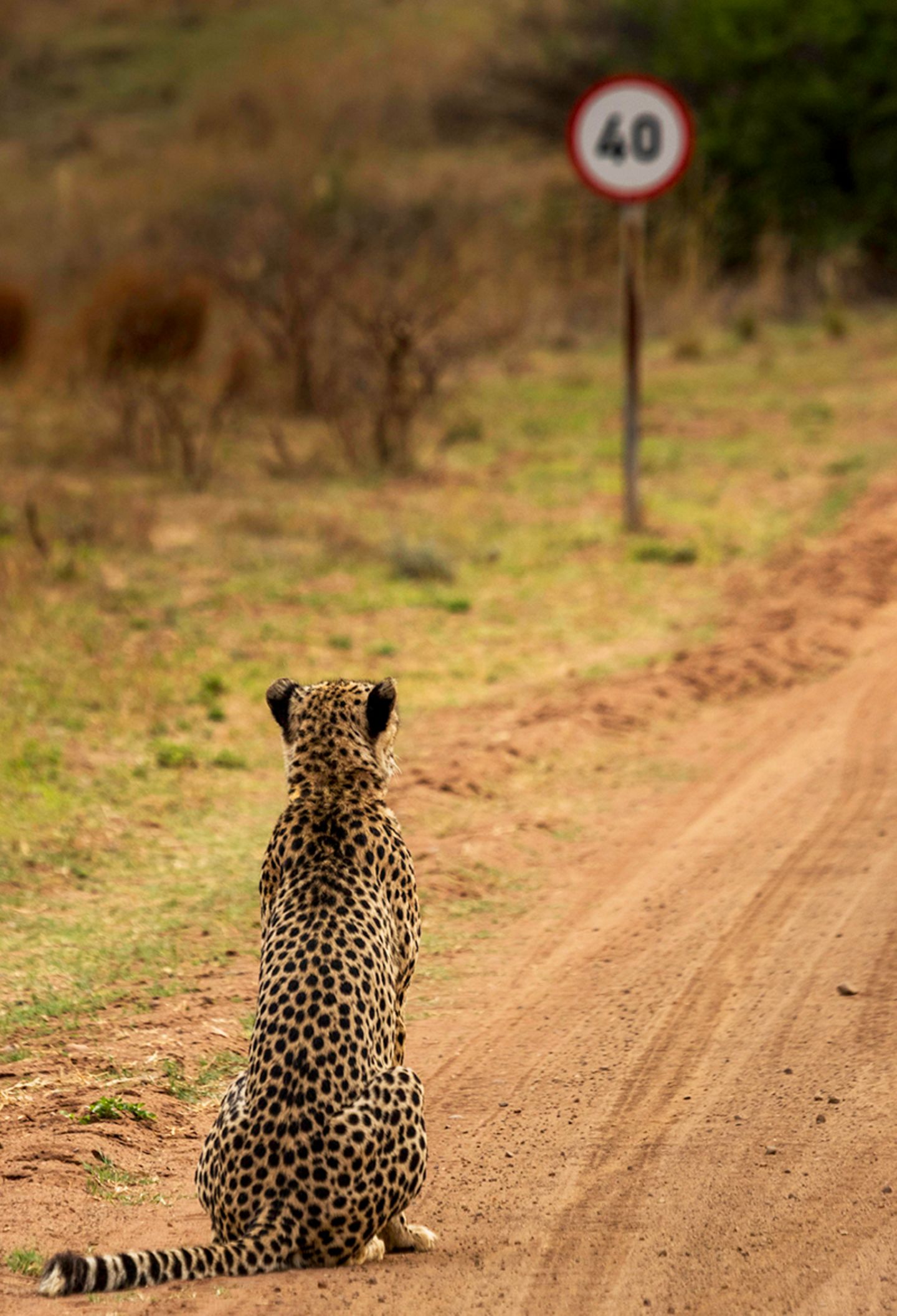 Comedy Wildlife Award: Die schrägsten Tierfotos der Welt - Bild 5