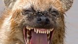 Comedy Wildlife Award: Die schrägsten Tierfotos der Welt - Bild 7