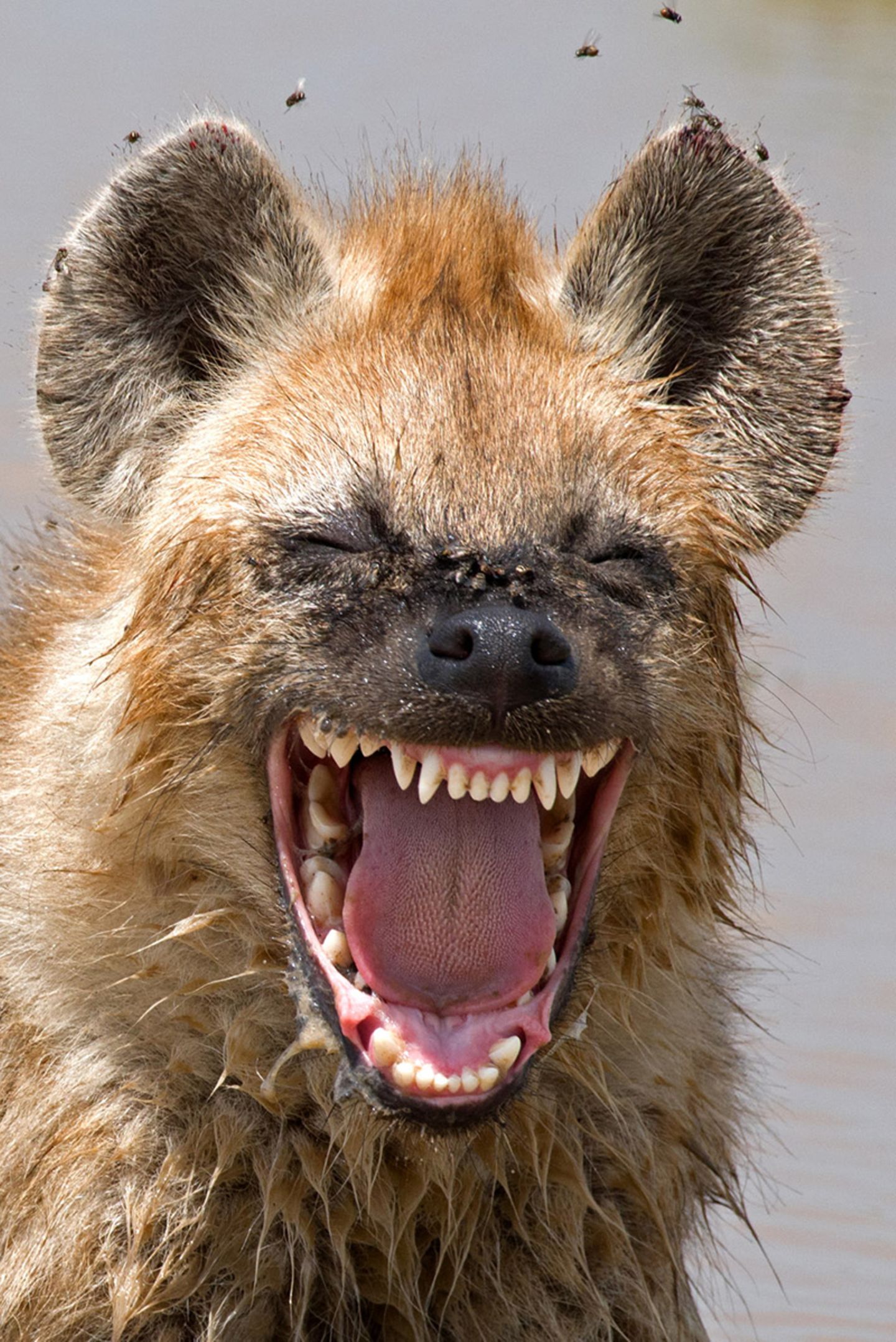 Comedy Wildlife Award: Die schrägsten Tierfotos der Welt - Bild 7
