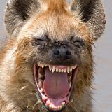 Comedy Wildlife Award: Die schrägsten Tierfotos der Welt - Bild 7