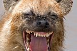 Comedy Wildlife Award: Die schrägsten Tierfotos der Welt - Bild 7