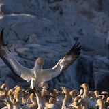 Comedy Wildlife Award: Die schrägsten Tierfotos der Welt - Bild 6