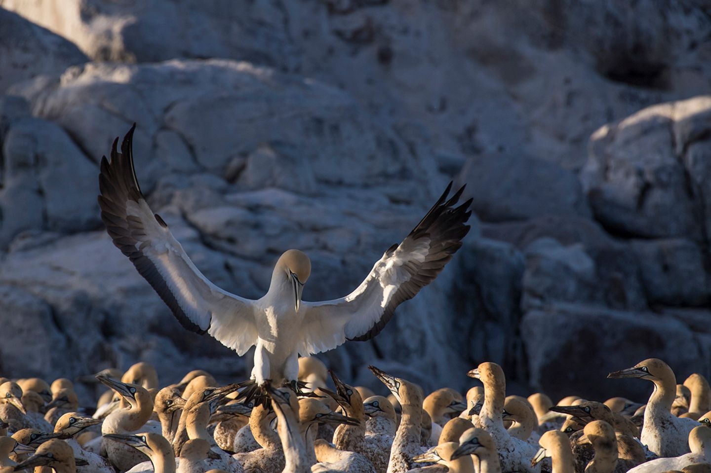 Comedy Wildlife Award: Die schrägsten Tierfotos der Welt - Bild 6