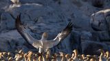Comedy Wildlife Award: Die schrägsten Tierfotos der Welt - Bild 6