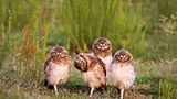 Comedy Wildlife Award: Die schrägsten Tierfotos der Welt - Bild 8
