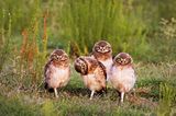 Comedy Wildlife Award: Die schrägsten Tierfotos der Welt - Bild 8