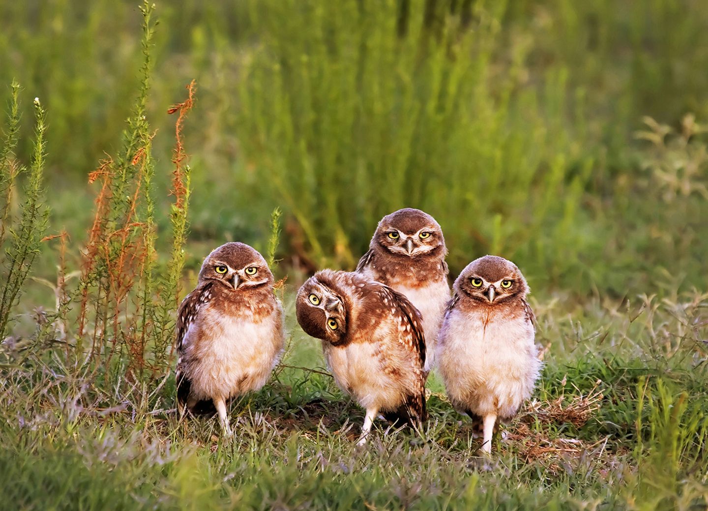 Comedy Wildlife Award: Die schrägsten Tierfotos der Welt - Bild 8