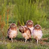 Comedy Wildlife Award: Die schrägsten Tierfotos der Welt - Bild 8