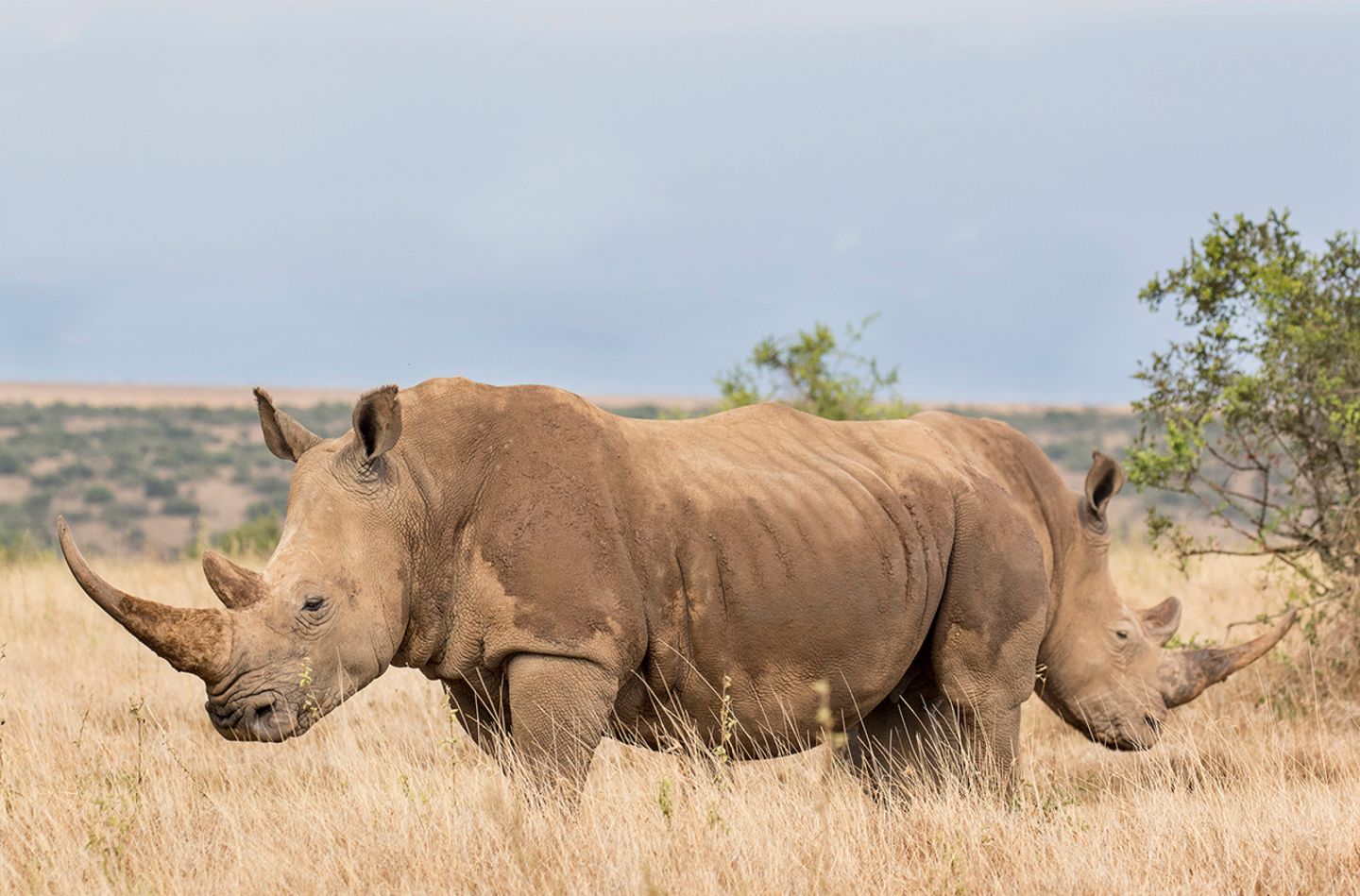 Comedy Wildlife Award: Die schrägsten Tierfotos der Welt - Bild 9