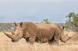 Comedy Wildlife Award: Die schrägsten Tierfotos der Welt - Bild 9