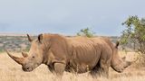 Comedy Wildlife Award: Die schrägsten Tierfotos der Welt - Bild 9