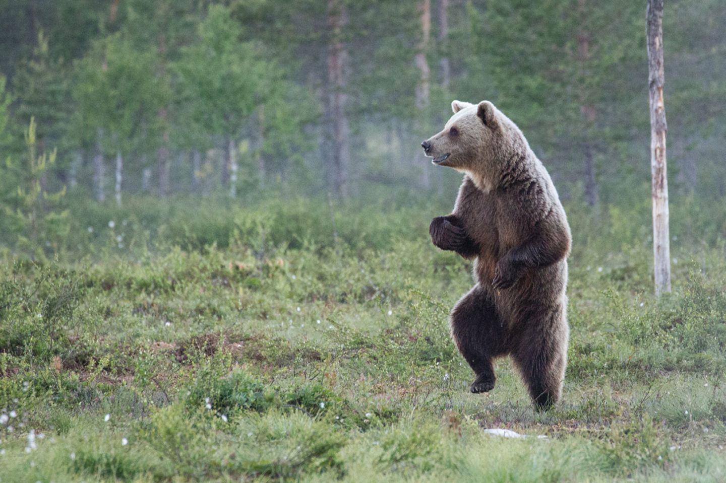 Comedy Wildlife Award: Die schrägsten Tierfotos der Welt - Bild 10