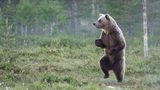 Comedy Wildlife Award: Die schrägsten Tierfotos der Welt - Bild 10