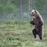 Comedy Wildlife Award: Die schrägsten Tierfotos der Welt - Bild 10