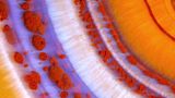 Nikon Small World 2016