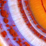 Nikon Small World 2016