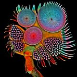 Nikon Small World 2016