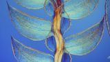 Nikon Small World 2016