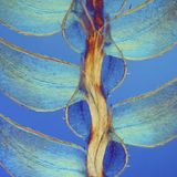 Nikon Small World 2016