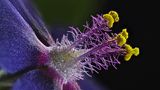 Nikon Small World 2016